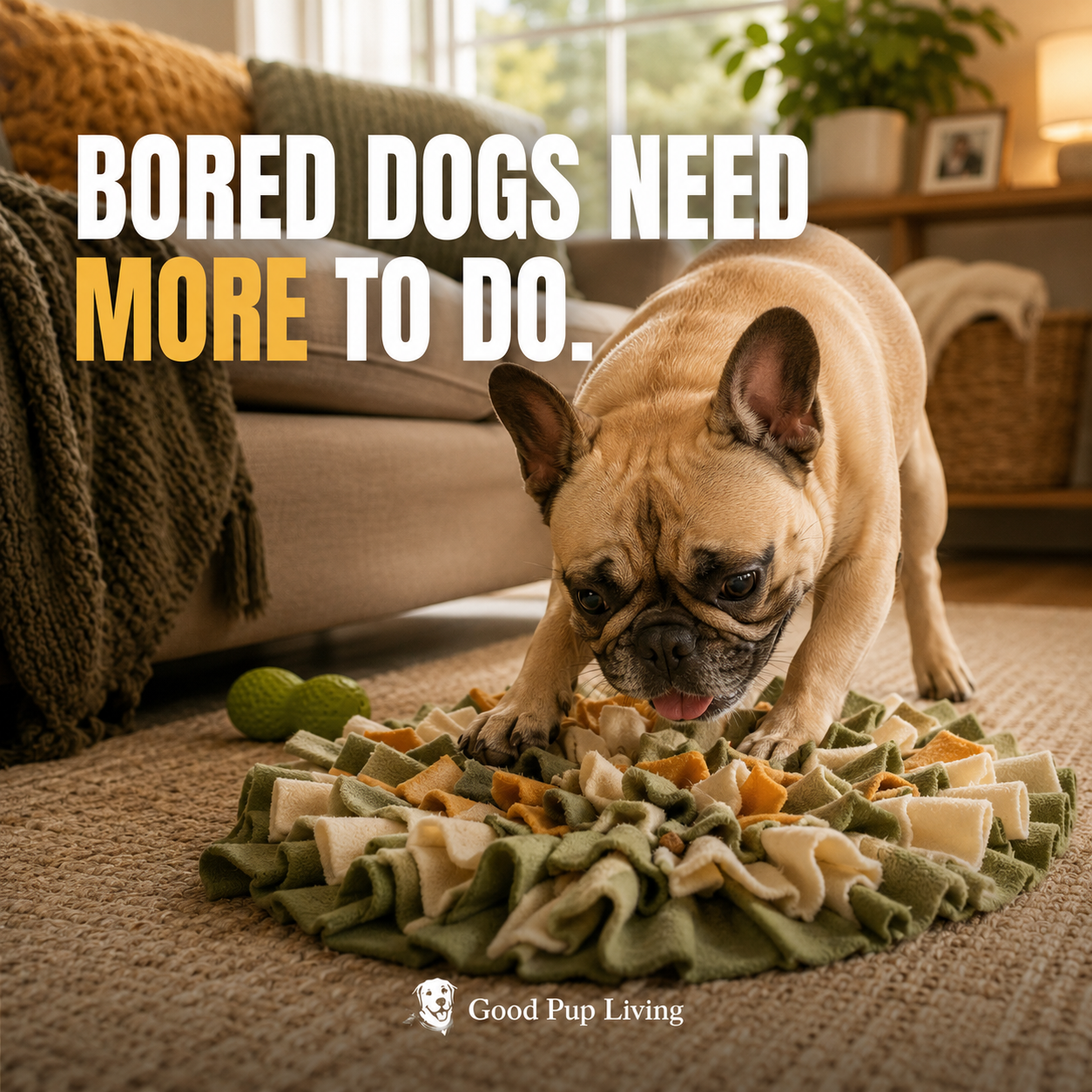 Dog using an enrichment toy at home while a dog parent creates a calmer routine nearby.