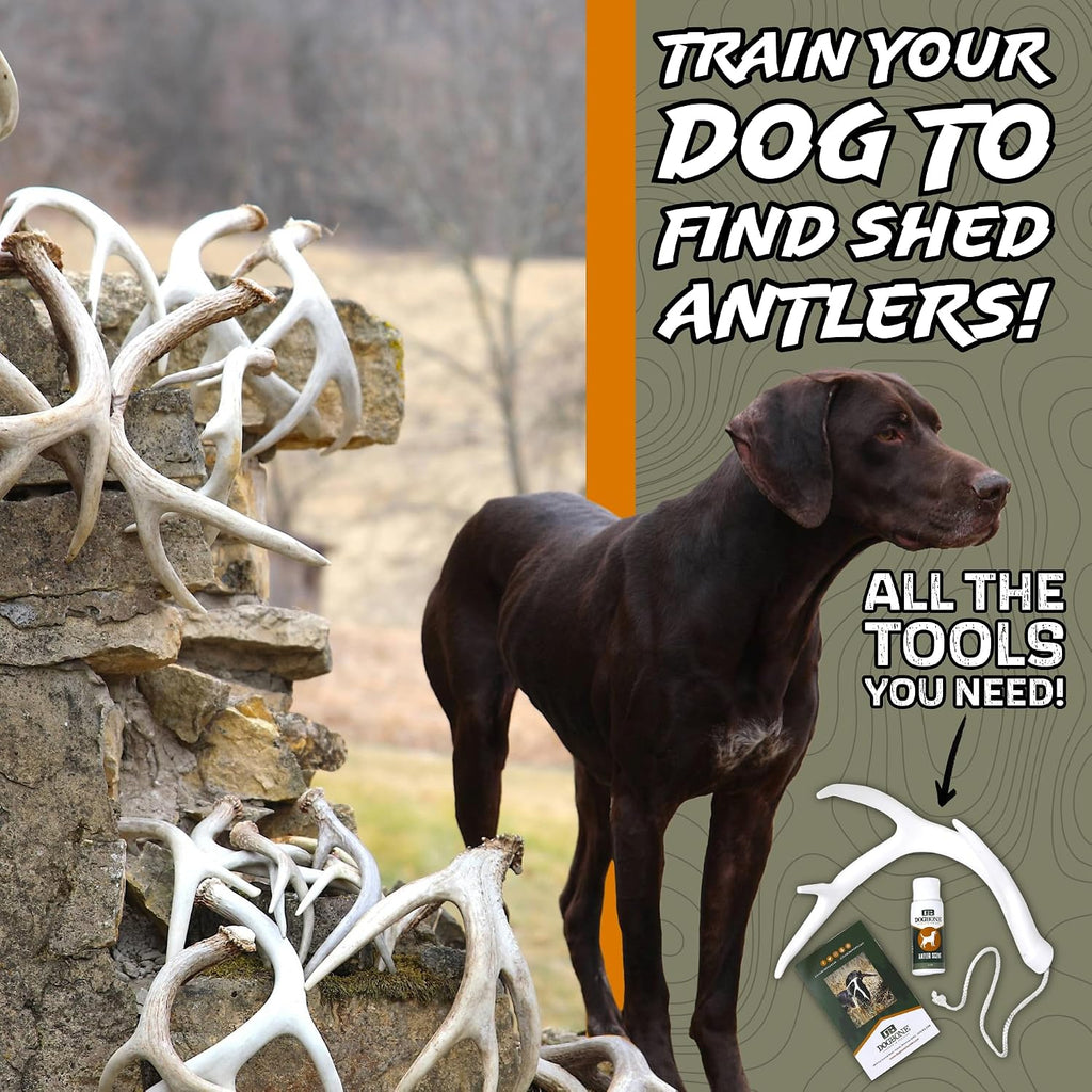 Shed Hunting Dog Training Kit – Train Your Puppy to Find Deer Antlers - Includes 2 Oz Scent for Nosework & Flexible Floating Dummy for Retrieving - Perfect for Whitetail Hunters