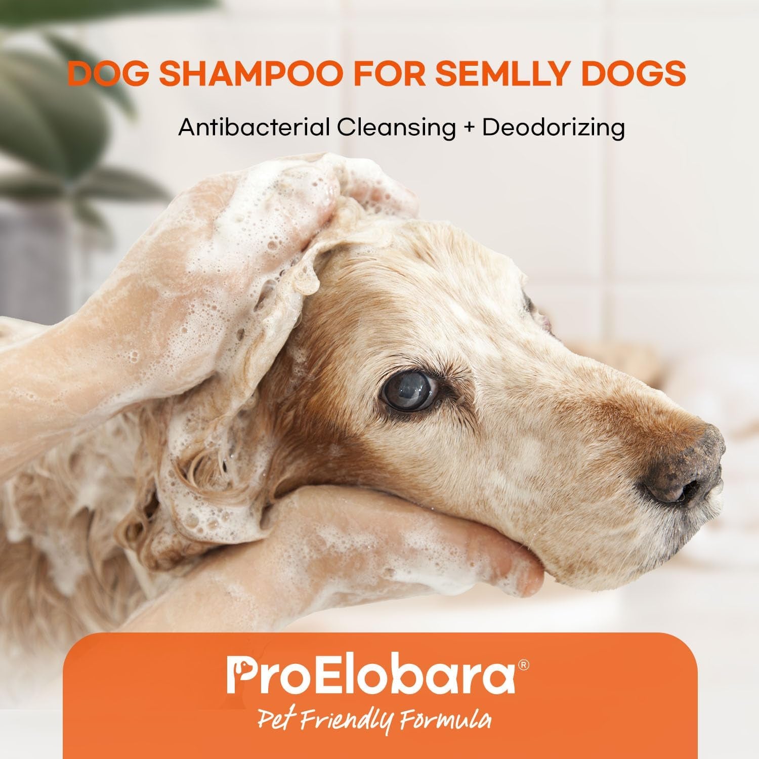Medicated Dog Shampoo for Allergies and Itching: Antifungal Dog Shampoo, Yeast Infection and Bacterial Treatment for Dogs - Helps Hot Spots, Deodorizing and anti Itch - Healthy Skin & Coat 16 OZ