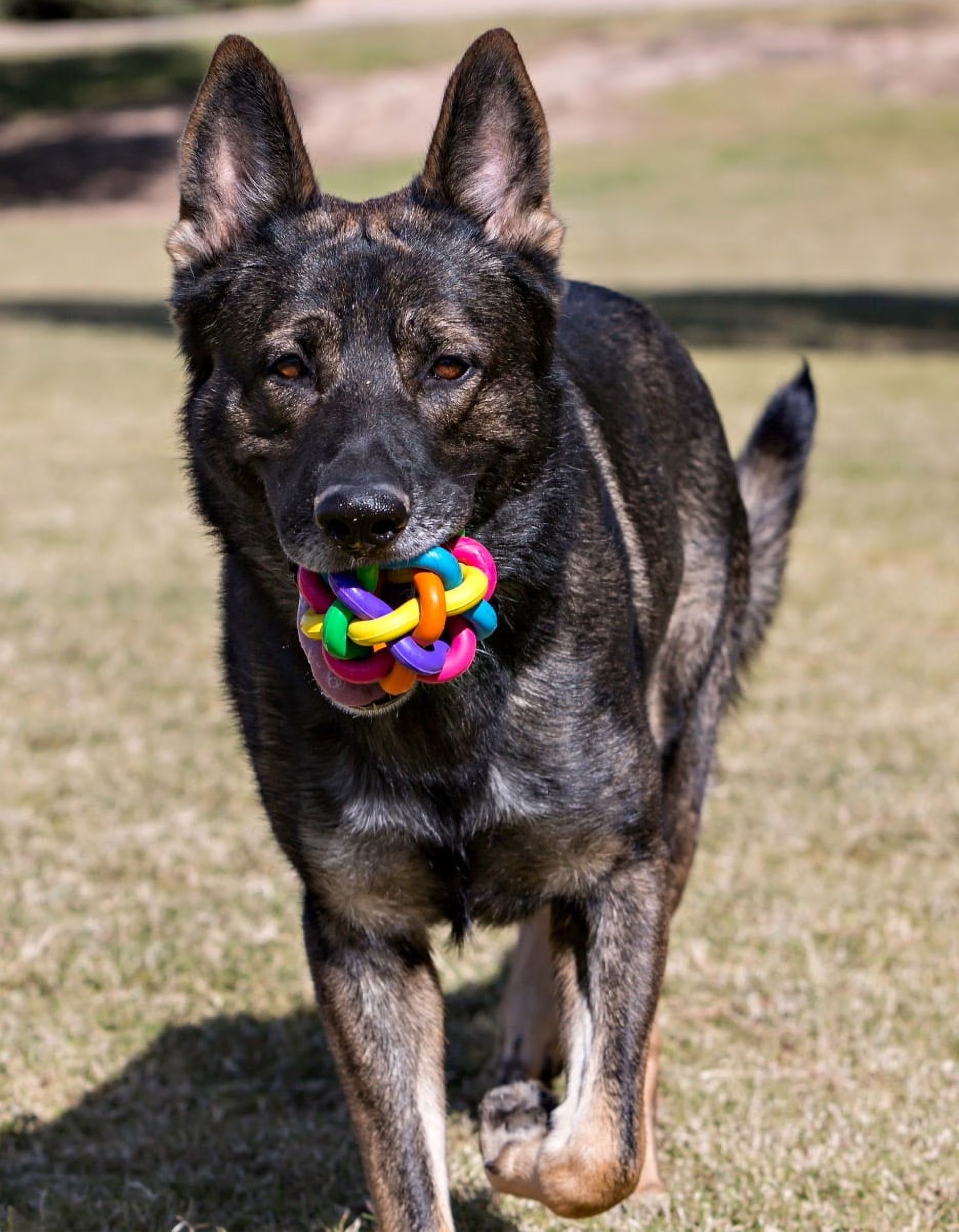 Nobbly Wobbly Rubber Ball Dog Toy, Multicolor, 4 Inches