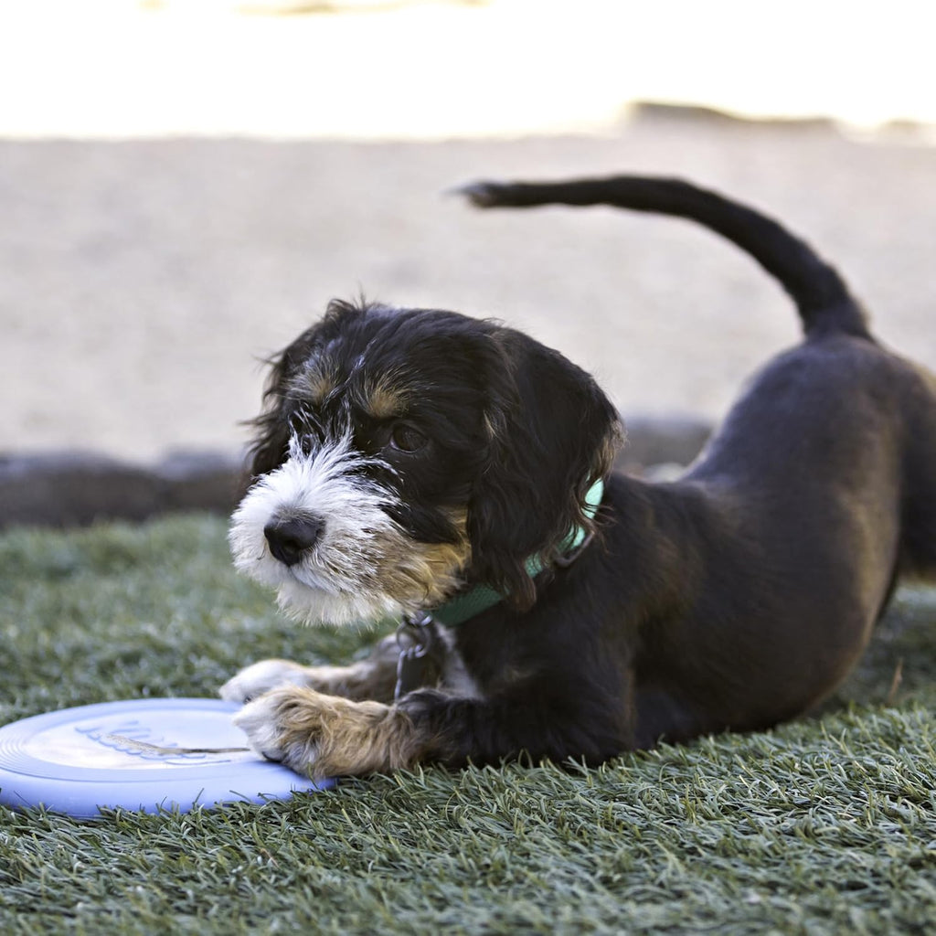 Puppy Flyer - Soft Rubber Flyer Dog Toy - Flying Disc Dog Toy - Gentle Rubber Toy for Growing Puppies - for Small Puppies - Randomly Provided Color