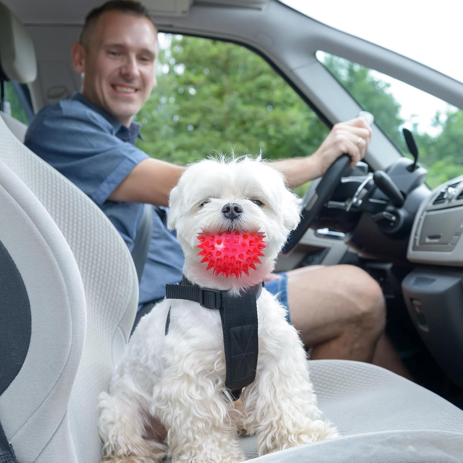 Man driving a car with a small white dog sitting next to him, wearing a red ball on its face.