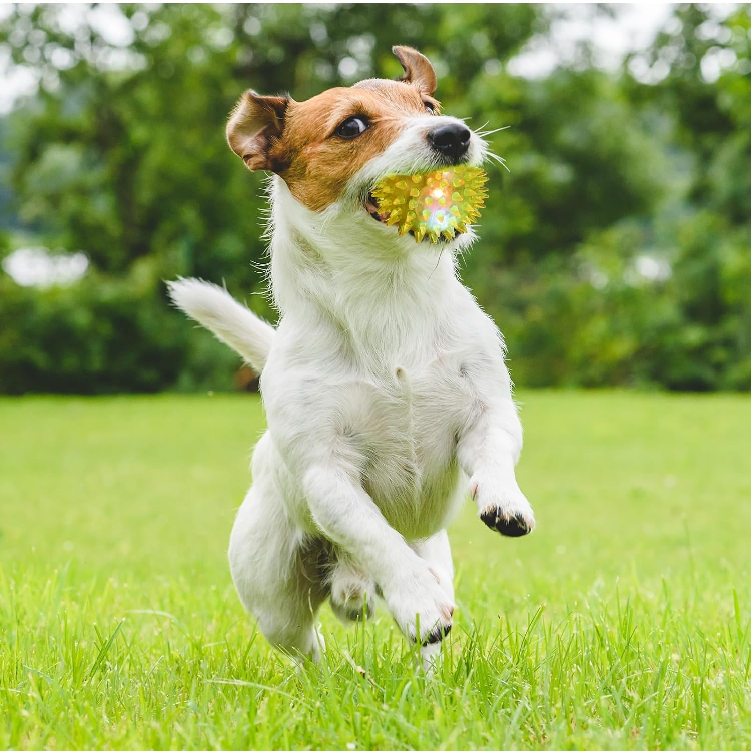 Dog running with a ball in its mouth on a grassy field