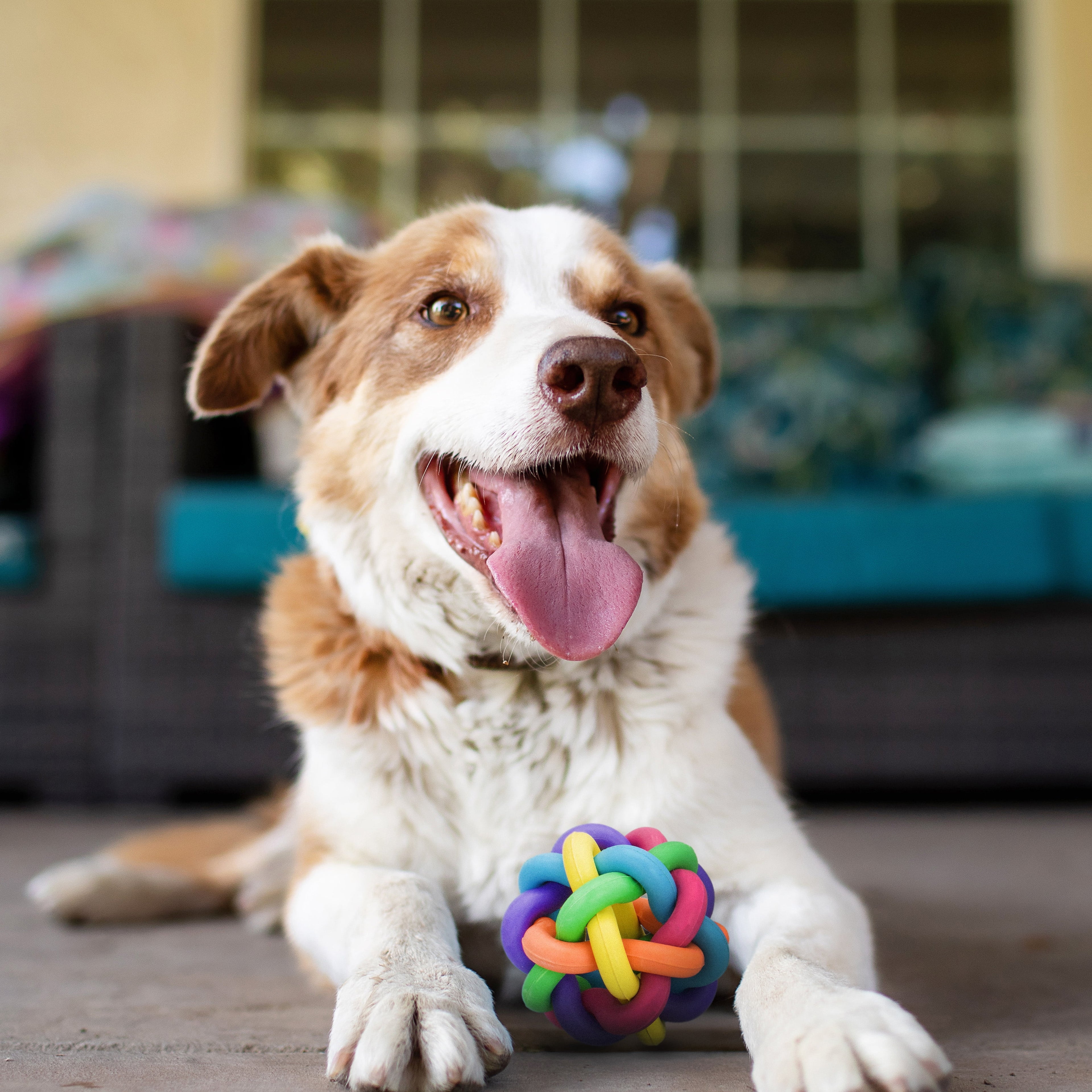 Nobbly Wobbly Rubber Ball Dog Toy, Multicolor, 4 Inches