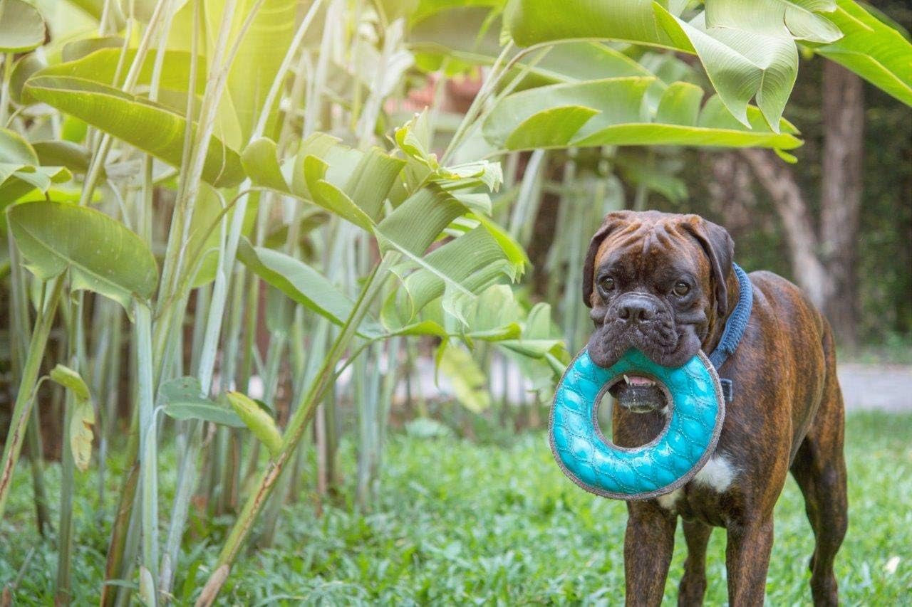 Superchewy Tough Floating Dog Water Toy Strong Natural Rubber | Great Dog Fetch Toy | Pool Swimming Toy for Puppy| Durable Training Toy for Non-Aggressive Chewers