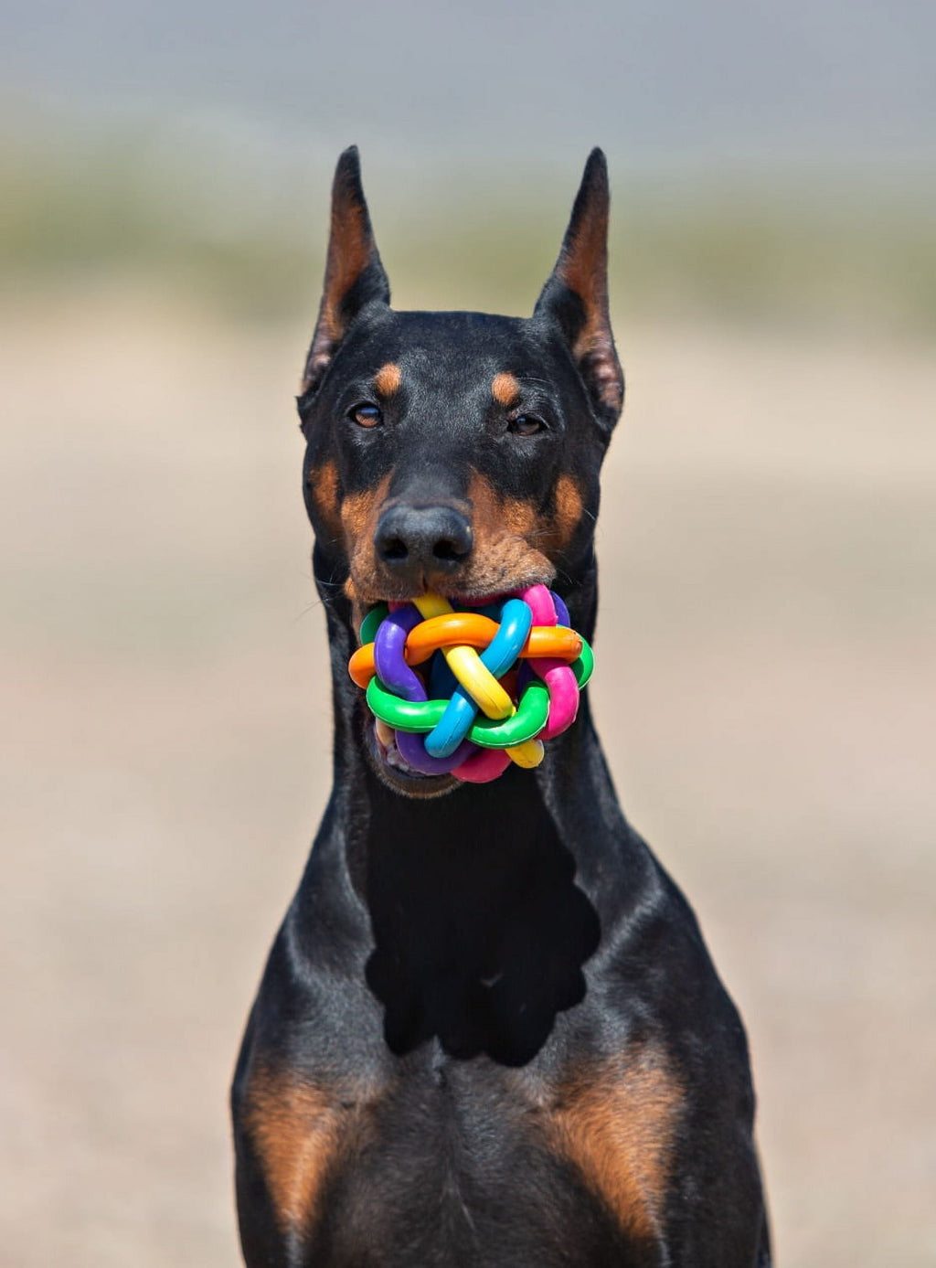 Nobbly Wobbly Rubber Ball Dog Toy, Multicolor, 4 Inches