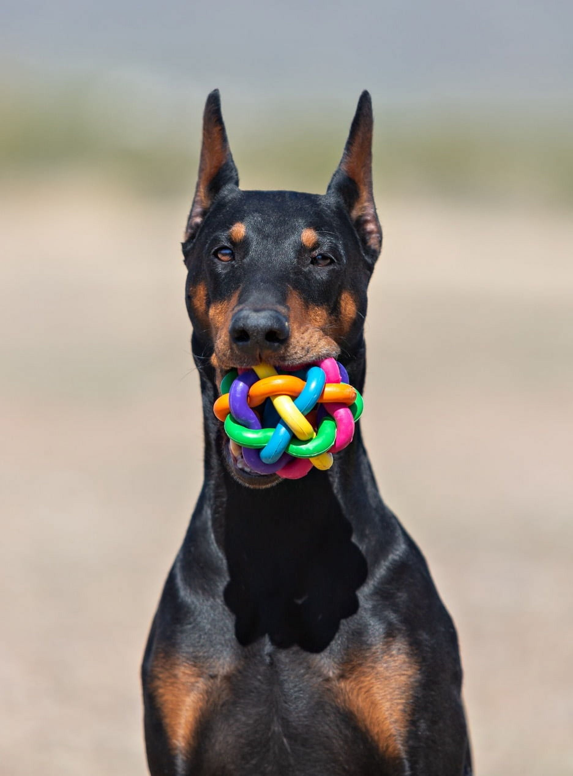 Nobbly Wobbly Rubber Ball Dog Toy, Multicolor, 4 Inches