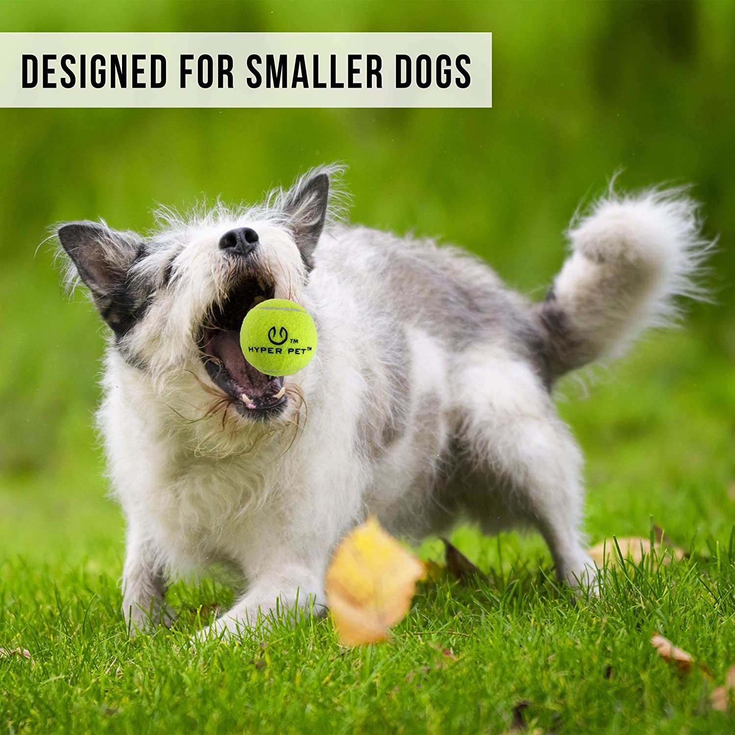 Dog playing with a tennis ball on grass, with text 'Designed for Smaller Dogs'.